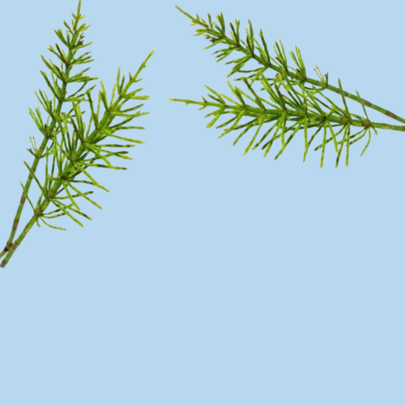 Supports Healthy Growth